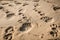 close-up of animal tracks in the sand, with clear details visible