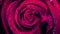 Close-up animation roses. Macro animation of cyclic movement of rosebud unwinding. Beautiful and colorful graphic