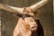 Close-up of an Ankole cattle .