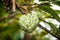 Close up Annona squamosa or custard apple fruite on the tree