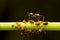 Close-up of ant and aphids on the grass