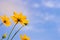 Close up ant view Starburst flower meadow garden on blue sky