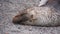 Close up of an Antarctic fur seal in Antarctica