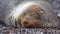 Close up of an Antarctic fur seal in Antarctica