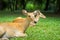 Close up antelope lying in the zoo