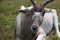 Close up of antelope while on safari