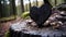 Close up of a anthracite wooden Heart in a calm Forest. Blurred natural Background