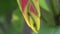 Close-up of ants creeping on inflorescence of Wild Heliconia or Lobster-Claws. Exotic pink and green flower covered with