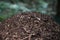 Close-up of ants nest. Large ant hill in summer forest. Anthill..