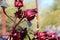 Close up of ants on a red Jamaica Roselle Flower