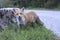 Close-up of the Apennine fox in the thick of the vegetation. It is wild and fearful