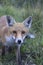 Close-up of the Apennine fox in the thick of the vegetation. It is wild and fearful