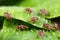 close-up of aphids feeding on a plant leaf