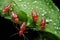 close-up of aphids feeding on a plant leaf