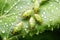 close-up of aphids on a leaf, damaging the plant