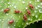 close-up of aphids on a leaf, damaging the plant