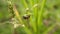 Close-up of aphids in an outdoor garden; a black and orange ladybug larvae climbs upward in search for foodClose-up of aphids in a