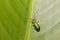 Close up Apophylia emerald green beetle on leaf nature beauty