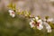 Close up apple blossom white and pink flowers, flowering branch of apple tree, picturesque symbol of early spring, Petrin hill,