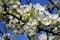 Close-up apple blossoms