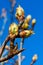 Close-up of apple buds and buds growing on apple tree Reineta variety fruit tree.