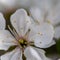 Close up of a apple fruit blossom in spring