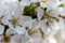 Close up of a apple fruit blossom in spring