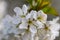 Close up of a apple fruit blossom in spring