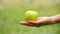 Close-up of an Apple lying in the palm of a woman. A small child reaches out and takes a green Apple from his mother`s