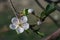 Close up of apple spring blossom on tree branch