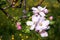 Close up of Apple tree branch with beautiful flowers in light pink.