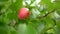 Close up of apple tree branch with red apples.