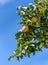Close up of apple tree, sun kissed green apples growing on a branch against a blue sky, Eastern Washington State, USA