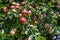 Close up of apple tree, sun kissed green apples growing on a branch, Eastern Washington State, USA