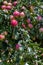 Close up of apple tree, sun kissed green apples growing on a branch, Eastern Washington State, USA