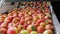 Close up of apples being washed and traveling up a conveyor belt in a tasmanian apple packing shed