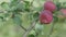 Close up apples on branches.