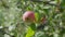 Close up apples on branches.