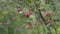 Close up apples on branches.