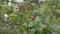 Close up apples on branches.