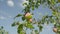 Close up apples on branches.