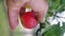 Close-up. Apples Tear From The Branch. Ripe Fruits Grow On The Tree.