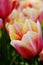 Close-up of apricot, pink, orange and white tulips