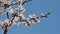 Close up apricot tree blossom over clear blue sky