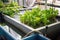 close-up of an aquaponics and hydroponic system, showing the growing plants and fish