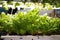 close-up of an aquaponics and hydroponic system, showing the growing plants and fish