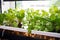 close-up of aquaponics system, showing fish swimming in their water tank and vegetable grower