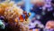 Close-up of an aquarium, with colorful clownfish among colorful coral reefs, and against a blurred office background.