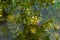 Close up of the aquatic plant Ceratophyllum coontails, hornworts floating on the surface of the water in a pond. Europe