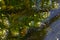 Close up of the aquatic plant Ceratophyllum coontails, hornworts floating on the surface of the water in a pond. Europe